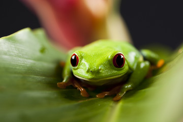 Frog - small animal red eyed