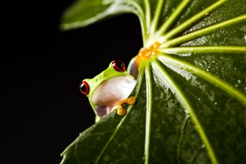 Crédence de cuisine en verre imprimé Grenouille Red eyed leaf frog