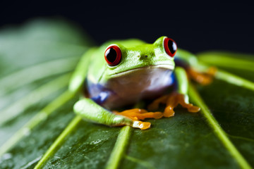 Red eyed leaf frog