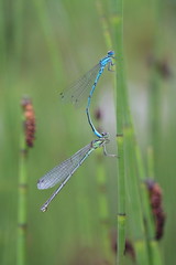 Libellen bei der Paarung