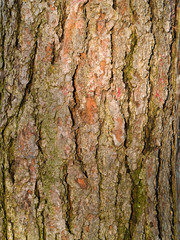 Evergreen Tree Bark Background