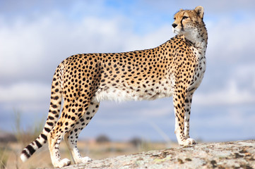 Cheetah 1 - obrazy, fototapety, plakaty
