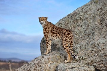 Cheetah 5