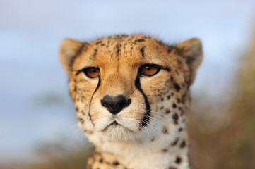 Cheetah 6