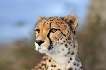 Cheetah 8