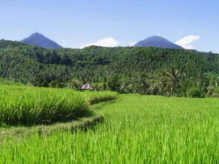 Foto op Canvas Reisfelder Bali © QArts