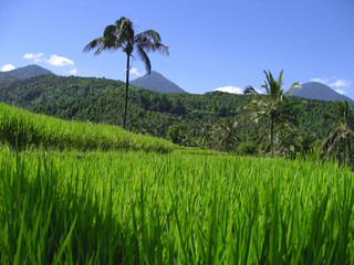 Reisfelder Bali © QArts