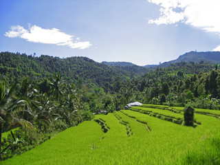 Reisfelder Bali © QArts