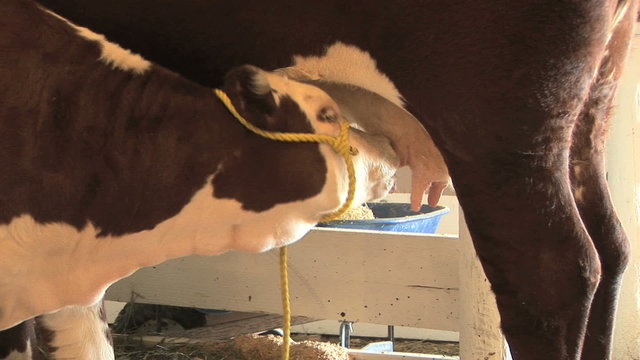 Calf feeding