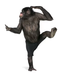 Zelfklevend Fotobehang Aap aap danst op één voet