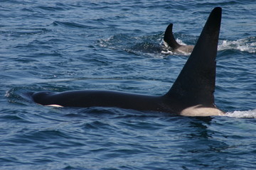 Killer Whale and Young