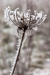 Hoar frost or soft rime on plants at a winter day