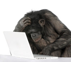 Chimpanzee playing with a laptop © Eric Isselée