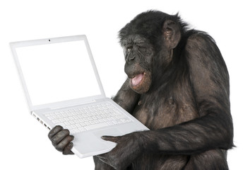 Naklejka premium monkey looking at an empty computer screen