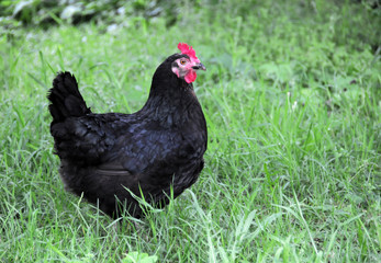 hen