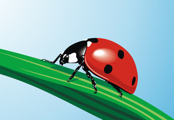 Ladybird