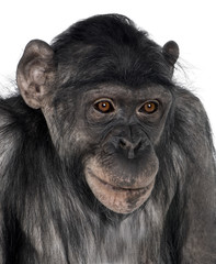 close-up on a monkey's head