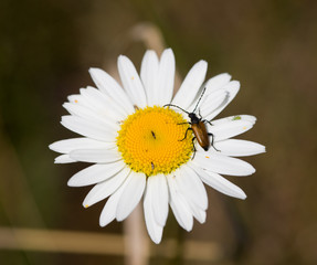 Fototapeta premium camomile