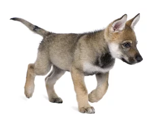 Fototapete Wolf Junger europäischer Wolf - Canis lupus lupus