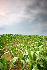 corn field with clouds