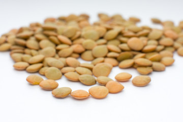 Lentil