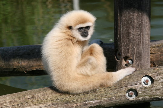 Affe