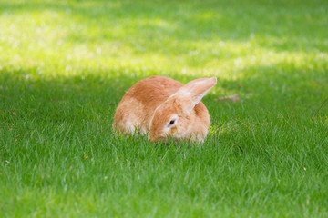 brown rabbit