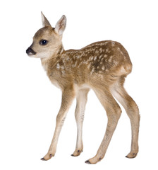 roe deer Fawn - Capreolus capreolus (15 days old) © Eric Isselée