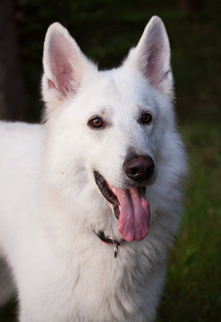 Sch&auml;ferhund