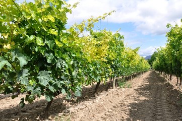 Fototapeta na wymiar winnic w La Rioja