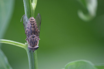 Horsefly on Green Plant