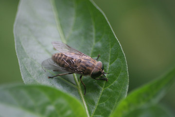 Horsefly on Green Plant