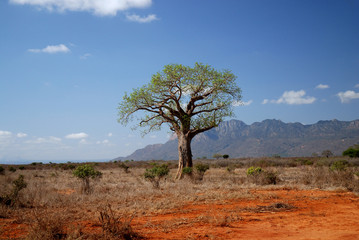 A tree in africa