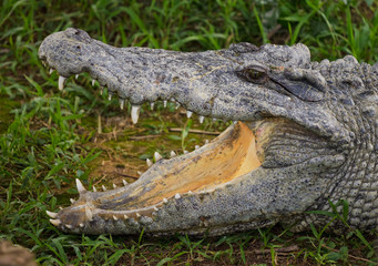 cayman with a opening big mouth