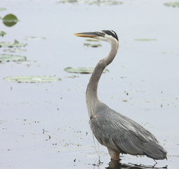 Great Blue Heron (Ardea herodias)
