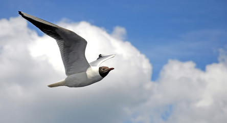 Seagull In Flight on blue sky one