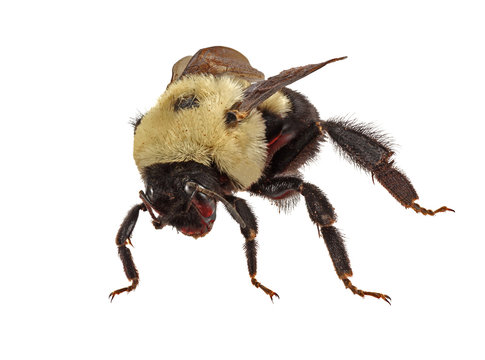 Common Eastern Bumble Bee (Bombus Impatiens)