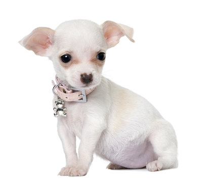 cute chihuahua puppy (3 month old)
