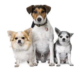 Obraz premium Goupe of dog: two chihuahua and a Jack russell