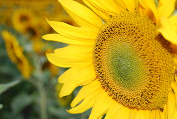 Obraz premium Sonnenblume