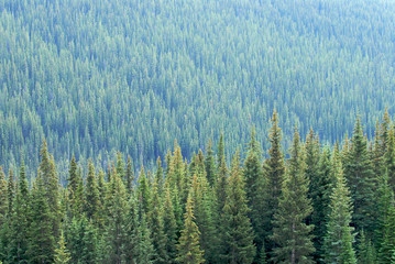 Mountain Pines Landscape