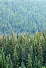 Mountain Pines Portrait