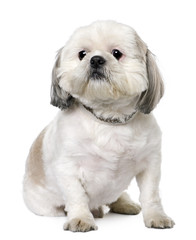 Shih Tzu (2 years old) sitting