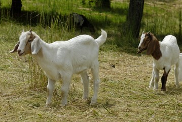Fototapeta premium Ziege