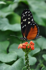 I can eat the whole thing