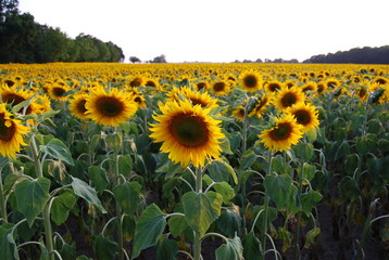Fototapeta premium sonnenblume