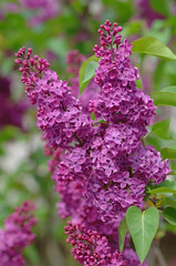 red lilac