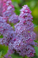 Fototapeta premium lilac