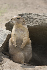 Prairie Dog _MG_8986