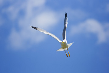 seagull in flight